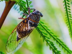 Chicharras Uncovered: How These Buzzing Beauties Benefit Our Ecosystems Chicharras