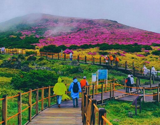 Things to Do in Jeju Island: A Guide to South Korea’s Island Paradise Things to Do in Jeju Island