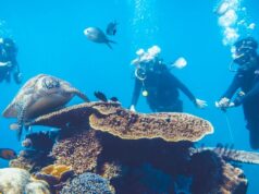 Why Try Scuba Diving on a Komodo Liveaboard Instead of Just Snorkeling? Try Scuba Diving on a Komodo Liveaboard