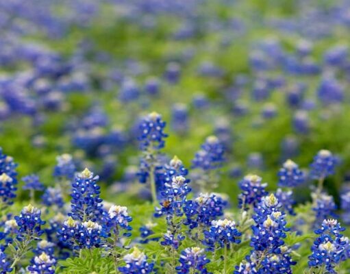 Why Texas Should Be Your Next Travel Destination: Uncover the Best Kept Secrets Why Texas Should Be Your Next Travel Destination