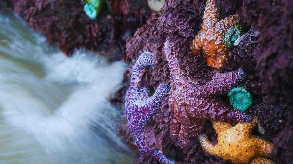 Best Tide Pools Near Seaside and Cannon Beach