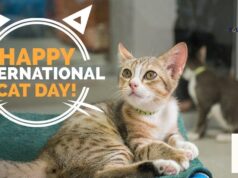 International Cat Day 2025 (Friday, August 8) International Cat Day