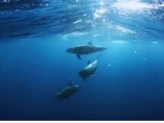 The Ultimate Guide to Dolphin Cruise Hilton Head Island Dolphin Cruise Hilton Head Island