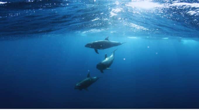 Dolphin Cruise Hilton Head Island