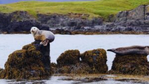 Ytri Tunga: Iceland’s Hidden Beach Where Seals Steal the Show