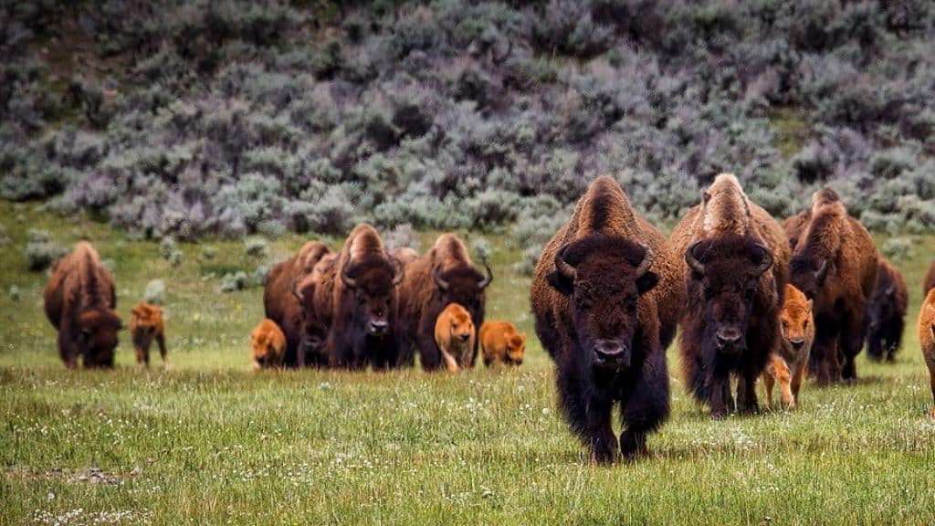 Bison-Ten Yell Day Dates for 2026