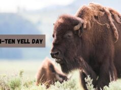 Bison-ten Yell Day 2025 (Tuesday, September 2nd) Bison-ten Yell Day