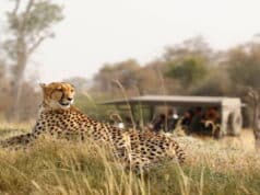 Five Ways to Customize Your Safari Experience in Africa Five Ways to Customize Your Safari Experience in Africa