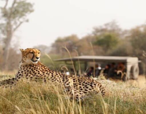 Five Ways to Customize Your Safari Experience in Africa Five Ways to Customize Your Safari Experience in Africa