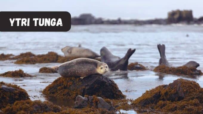 Ytri Tunga Ytri Tunga