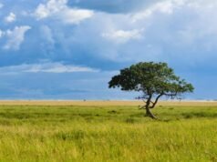 Secret Safari Spots – Unique Tanzania Safari Ideas for Adventurous Travelers Tanzania Safari