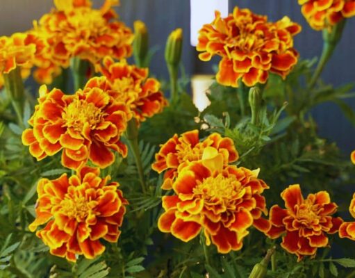 Flowers for Día de los Muertos: Colors of Life, Love, and Remembrance Flowers for Día de los Muertos