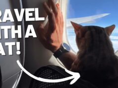 Flying Internationally With Your Cat: Stress-Free Travel Tips Flying Internationally With Your Cat