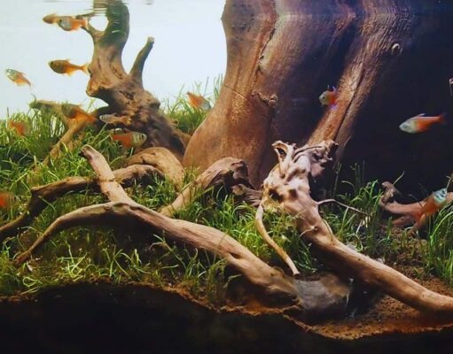 Biotope Aquarium: Recreating Nature in a Glass World Biotope Aquarium