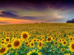 Sundarapandiapuram: 7 Amazing Reasons This Hidden Gem Will Capture Your Heart Sundarapandiapuram