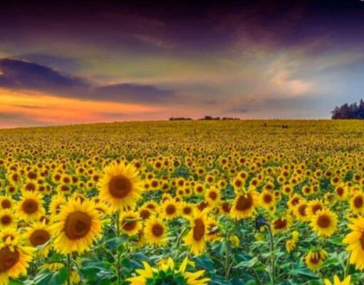 Sundarapandiapuram: 7 Amazing Reasons This Hidden Gem Will Capture Your Heart Sundarapandiapuram