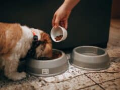 The Ultimate Guide to Feeding Your Dog Ultimate Guide to Feeding Your Dog