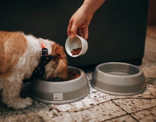 The Ultimate Guide to Feeding Your Dog Ultimate Guide to Feeding Your Dog